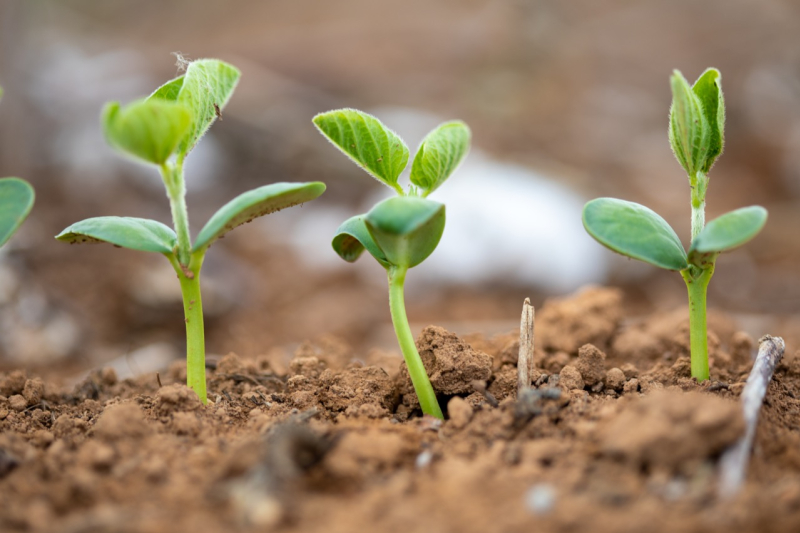 foto Not&iacute;cia Boa Vista