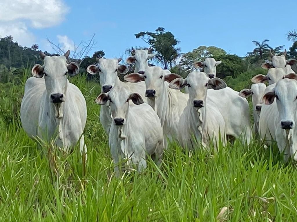 foto Not&iacute;cia Boa Vista
